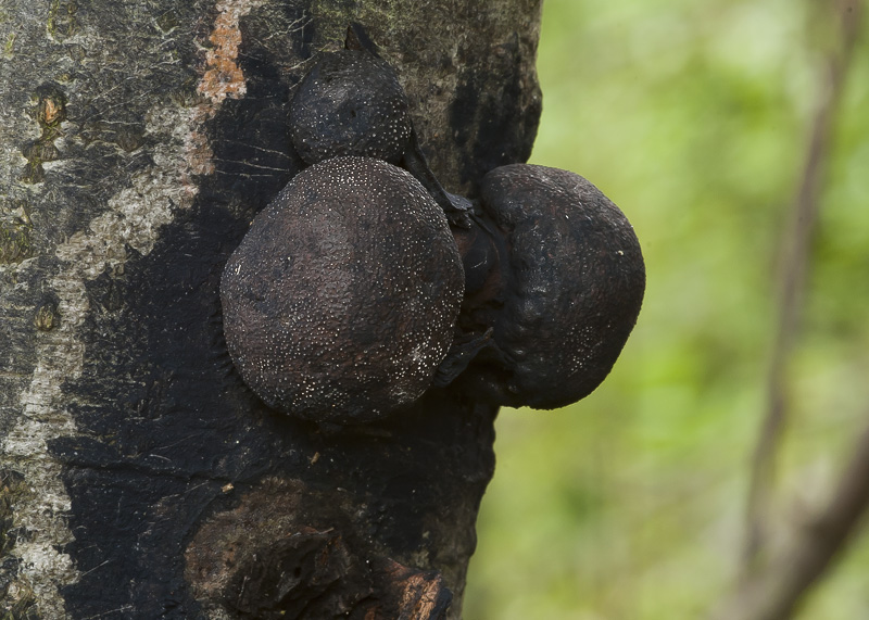 Daldinia petriniae